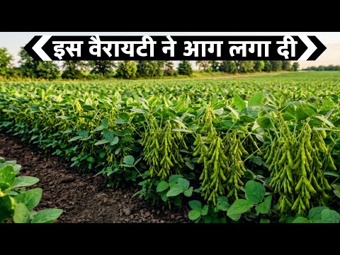 Soybean ki best variety | सोयाबीन की टॉप वैरायटी | JS 2433 soybean ki variety | soybean ki kheti