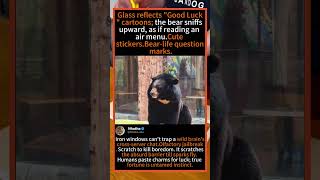 Moon Bear Sniffs "Air Menu" at Glass Window! 🐻✨ #MoonBear #FunnyAnimals