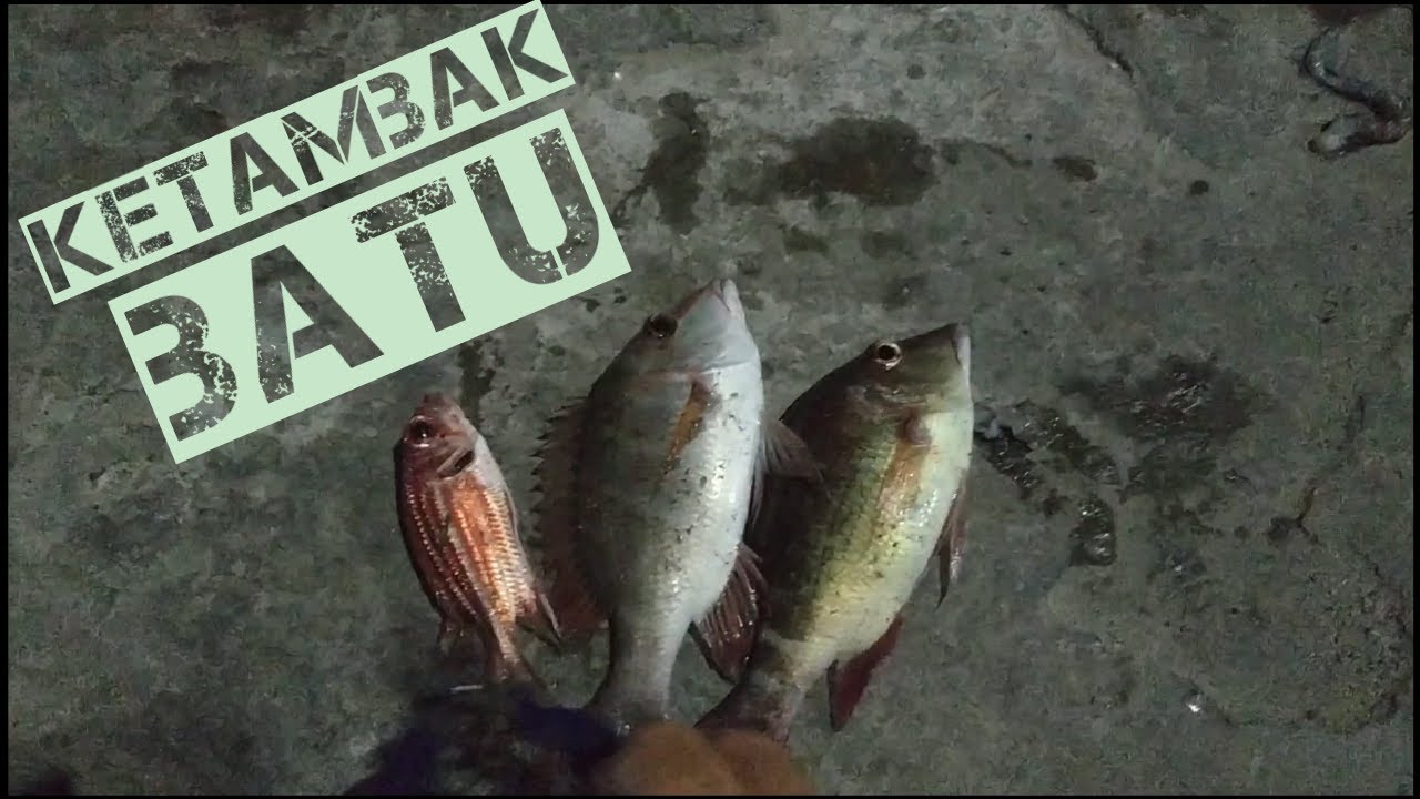 Mancing di dermaga dapat ikan ketambak batu #fishing #mancing - YouTube