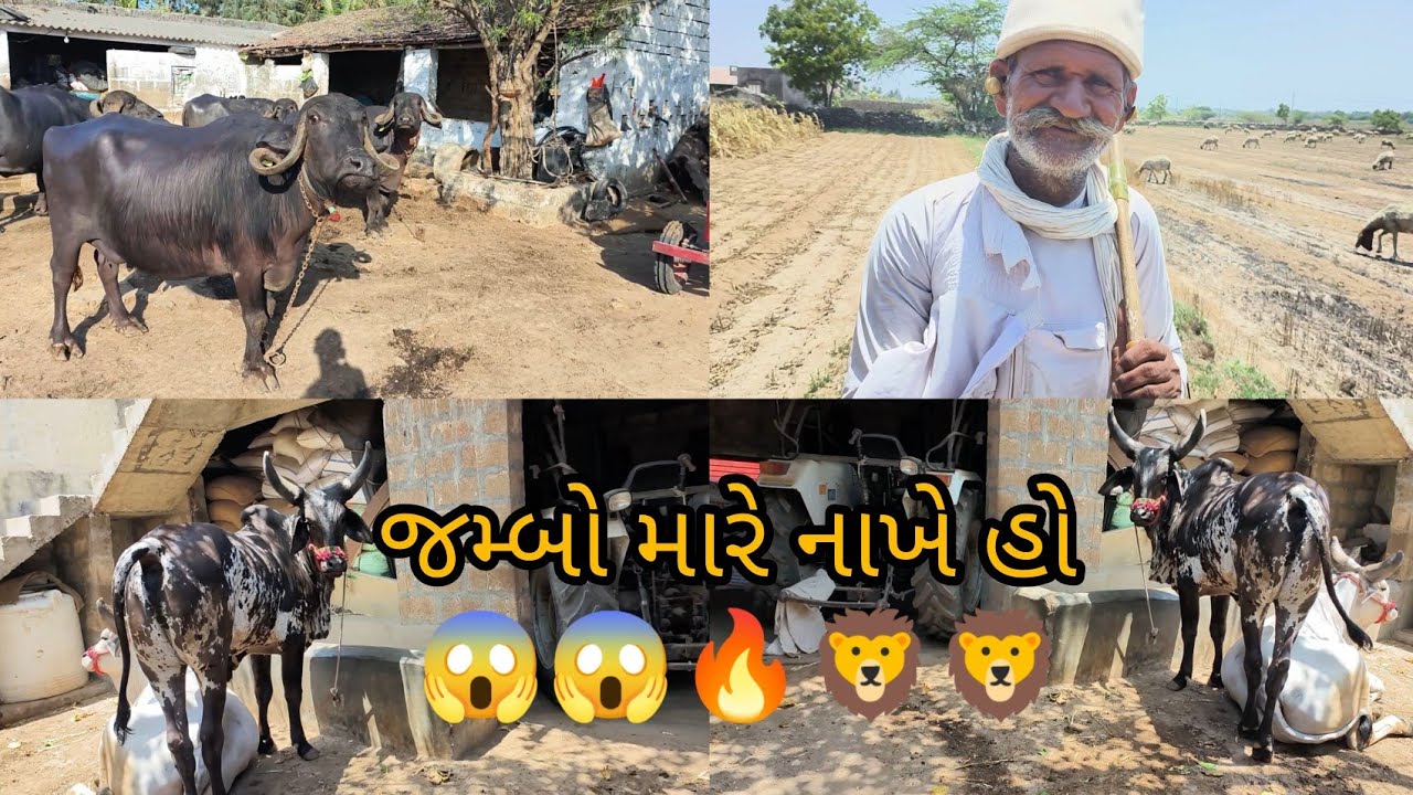 કરણ ભાઈ નો હૂંડાઈ બળદ ની જનુની એટલે 😱😱😱
