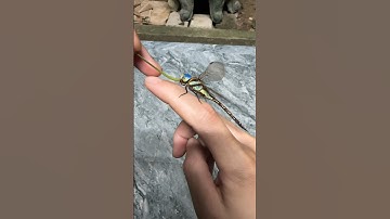 Con chuồn chuồn, Dragonfly #shorts #shortvideo