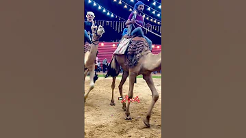 أفراح قبيلة بني عامر 