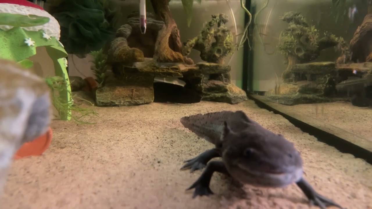 just a pair of rescued axolotl’s living in their lives