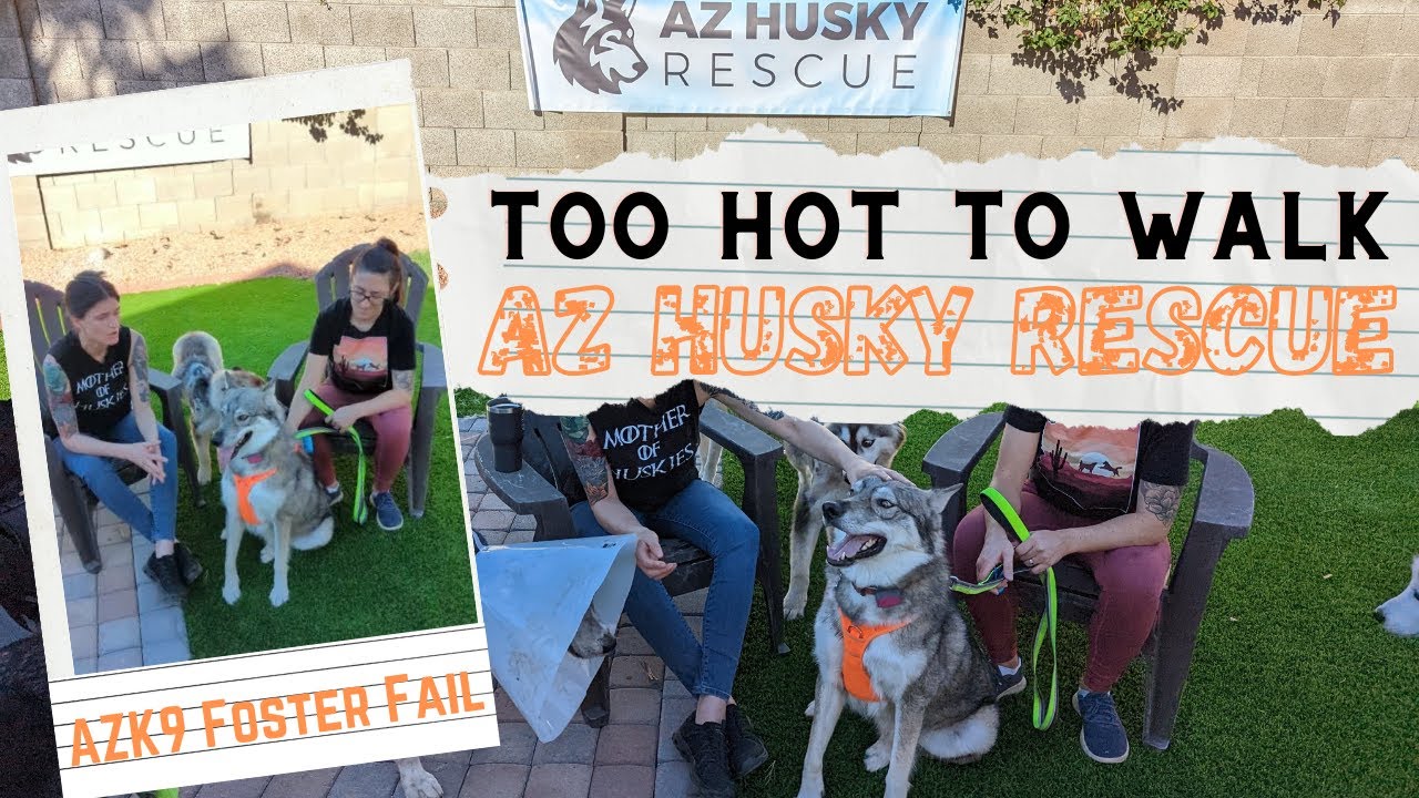 AZ Husky Rescue !! Arizona ! Husky Foster Fail