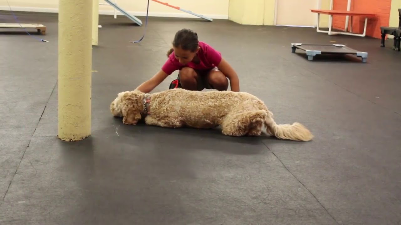 Dog Training Trick Training Teaching the Crawl Solid K9 Training