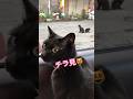 【天才お喋り猫】黒猫兄弟に話しかけ、近づくとビビるこっちゃん #cat