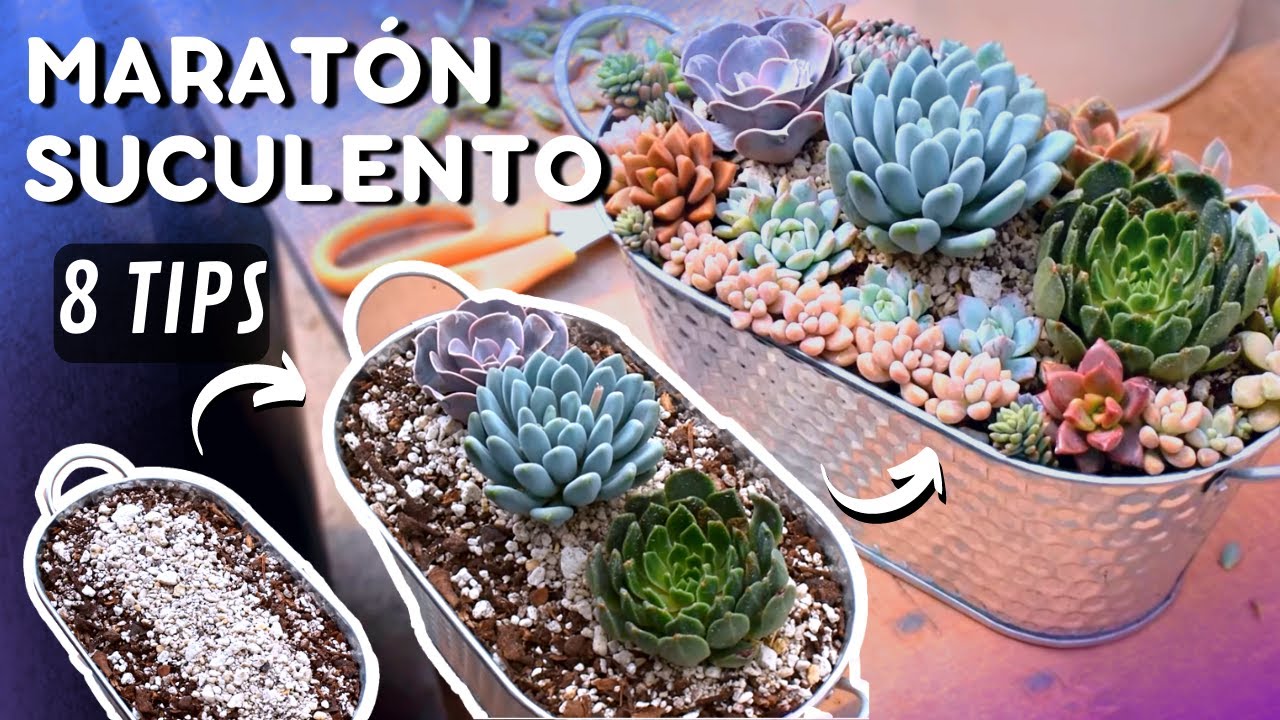 Acompáñame a trasplantar🌱| 8 Tips de suculentas para mantener tu jardín hermoso💚