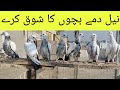 Neeldumy bachu ka shoq kary lalamusa pigeon