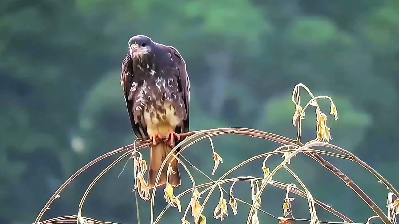 Primeiro Registros de Pássaros com a Canon SX60HS.