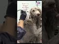 #howto shave #matted #dog #ears using clippers support @ MYFAVORITEGROOMER.com