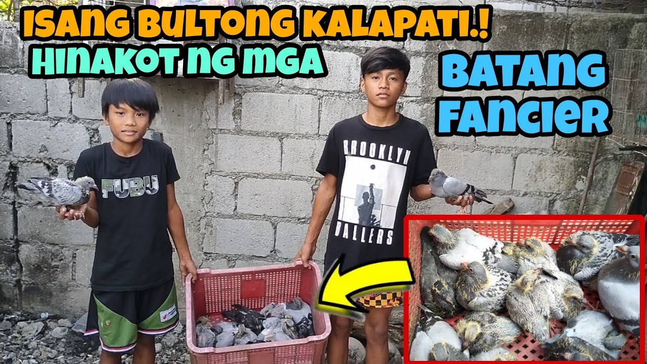 BATANG FANCIERS, HINAKOT ANG ISANG CRATES NA KALAPATI!! | KARERA NG KALAPATI