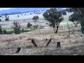 The best Gun for Hunting Australian Wild Pigs Part 3 - The Hunt
