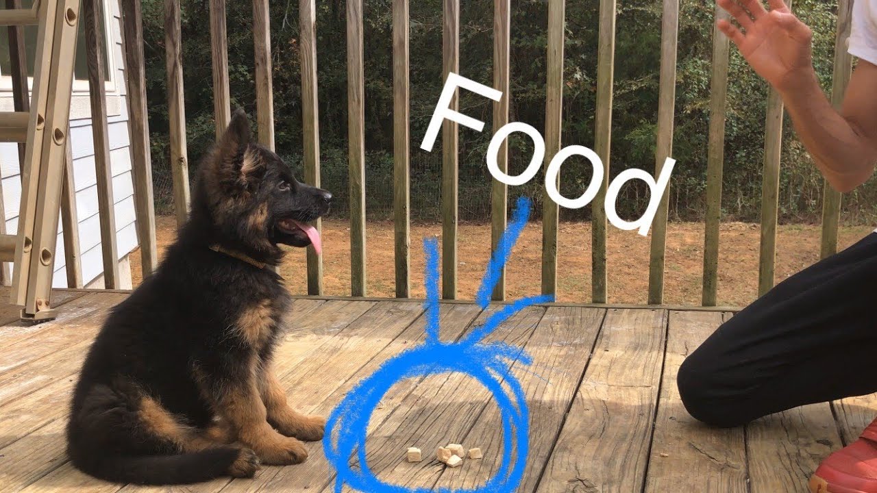 Quickest way to teach your puppy/dog to LEAVE IT on command. YouTube
