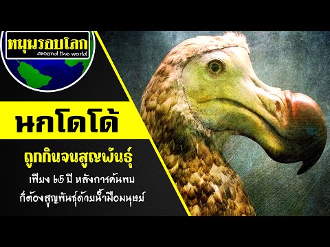 นกโดโด้ | ถูกกินจนสูญพันธุ์ | เพียง 65 ปี หลังการค้นพบ