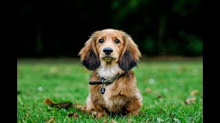 Top 5 Dogs For City Living
