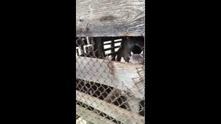 angry dog alabai! Вот это собака! Алабай-зверь! angry dog alabai! Вот это собака! Алабай-зверь!