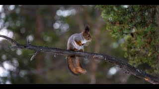 Squirrels and Birdsong in Trees