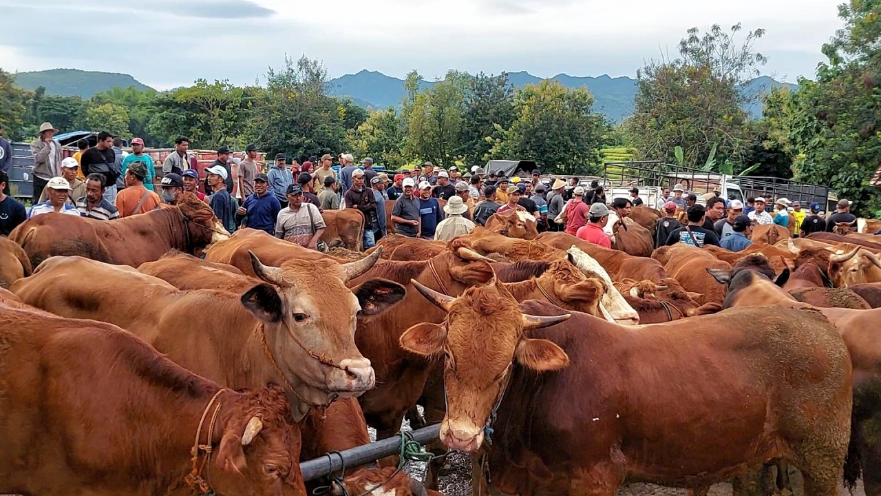 HARGA SAPI LEMON DI BULAN RAMADAN PASAR SAPI PURWANTORO