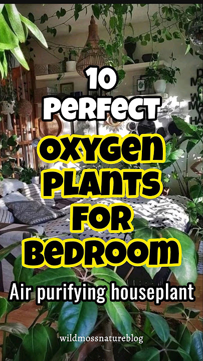 Best oxygen houseplant for bedroom / Air purifying plants #indoorplants #trendingshorts #plants