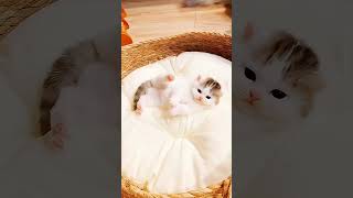 Adorable Kittens Compilation ❤❤❤ | Sweetest Kitties of 2026 😺 (I_LOVE_YOU_BABY_may 18)