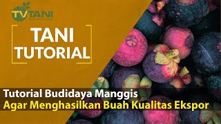 Download Lagu Tutorial Budidaya Manggis Kualitas Ekspor MP3