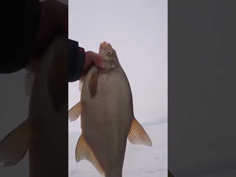 Лещи Финского Залива.