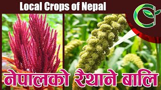 SUPER FOODS OF NEPAL