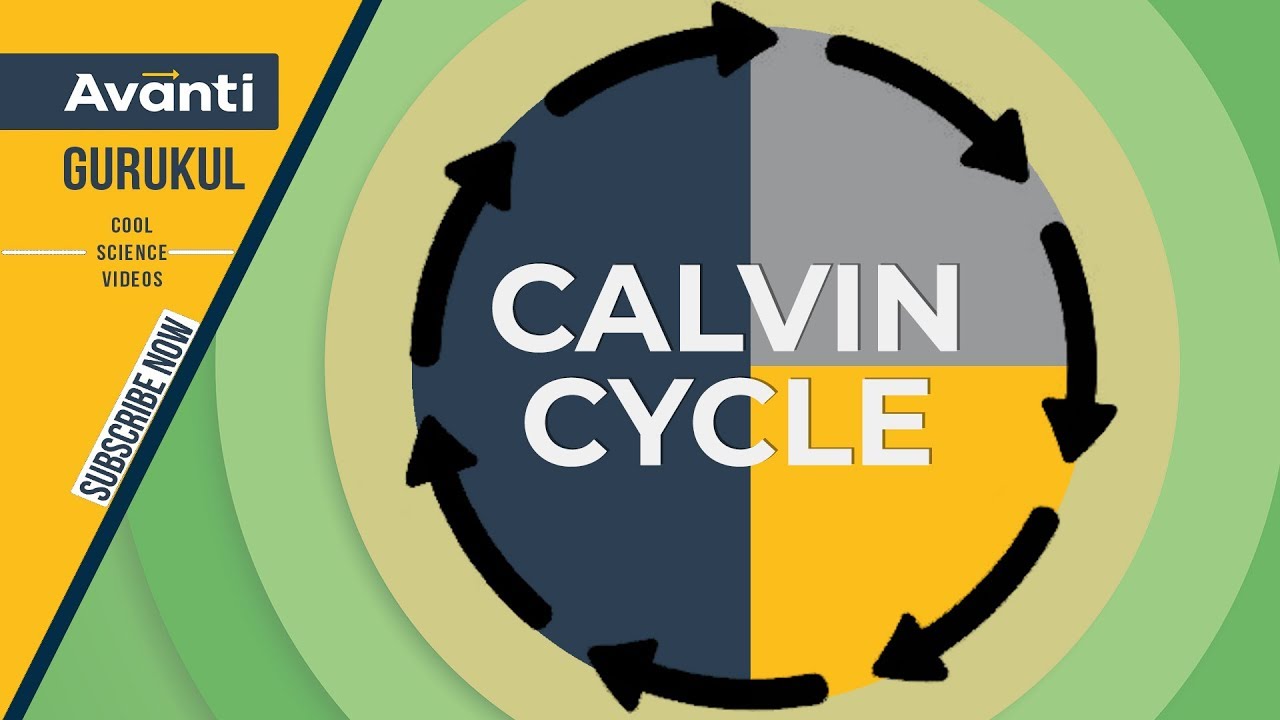 Calvin Cycle | Photosynthesis | NEET Biology videos - YouTube