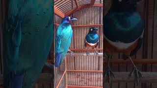 jalak Afrika purple glossy starling n superb starling screenshot 5