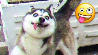 Funny Dog part  - Dogs Cute and Funny Dog Videos by WOA Mew 395 views 1 year ago 8 minutes, 49 seconds