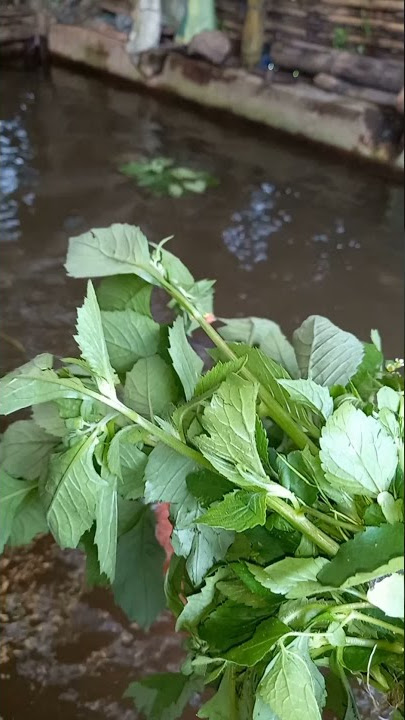 si ikan vegetarian hobi makan rumput ikan graskap jumbo #shorts