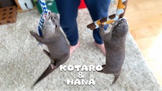 カワウソコタローとハナ　なによりも１番楽しい遊びはこれ！　Otter Kotaro&Hana Gone Wild!
