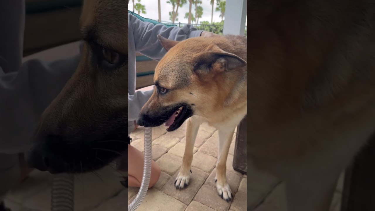 Пылесос для груминга домашних животных