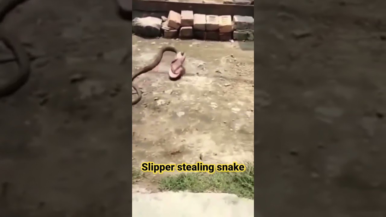 Slipper stealing snake 