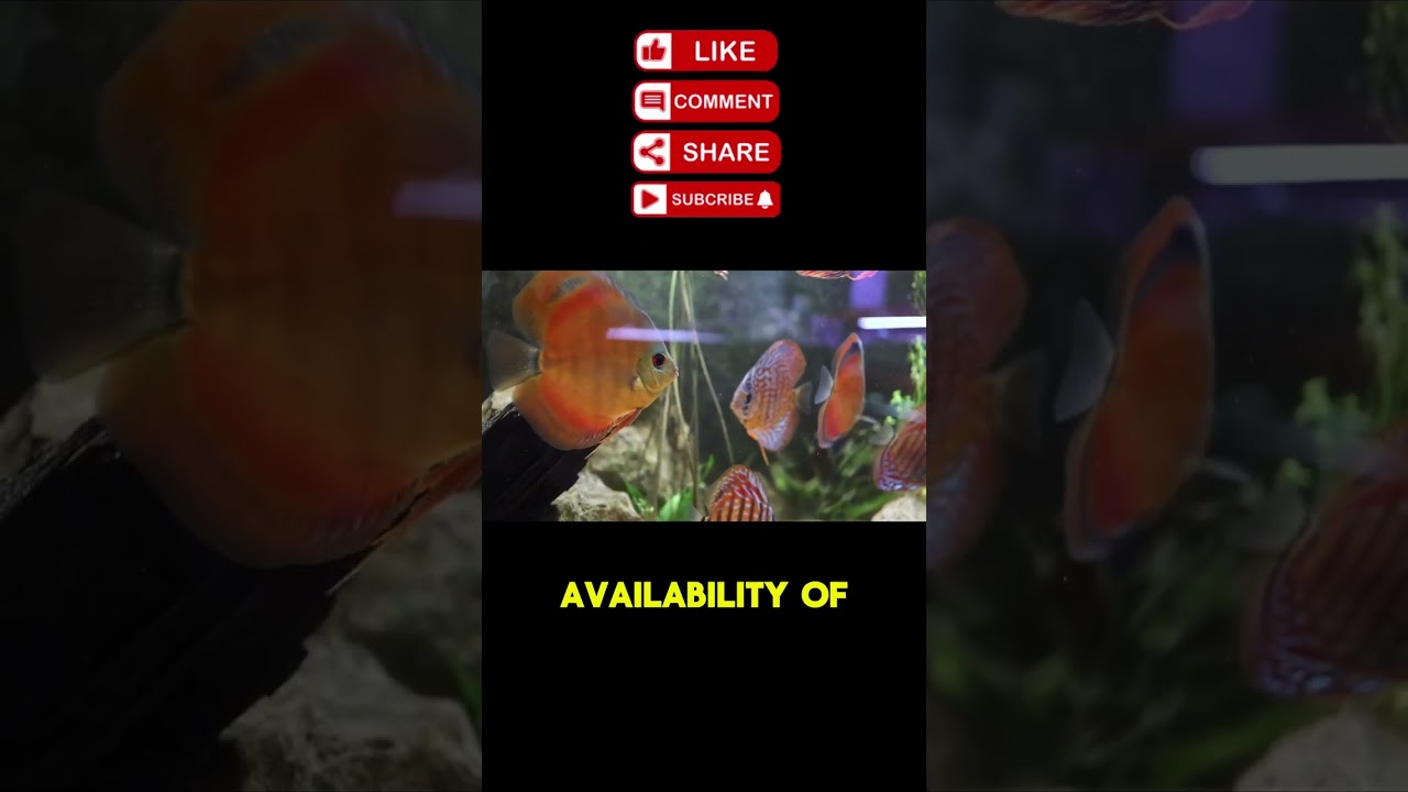 Discus Fish Graceful Yet Fierce