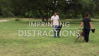 HOW TO TRAIN DECOY NEUTRALITY. Dog obedience with distractions