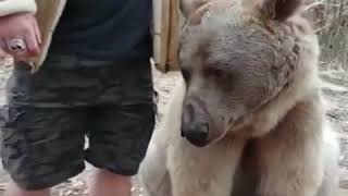 Дружба медведя и человека