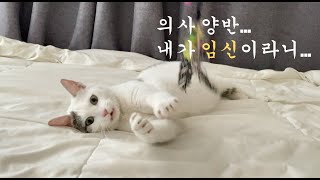 고양이 임신 징후 및 증상 8가지