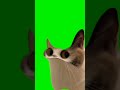 meow meow
