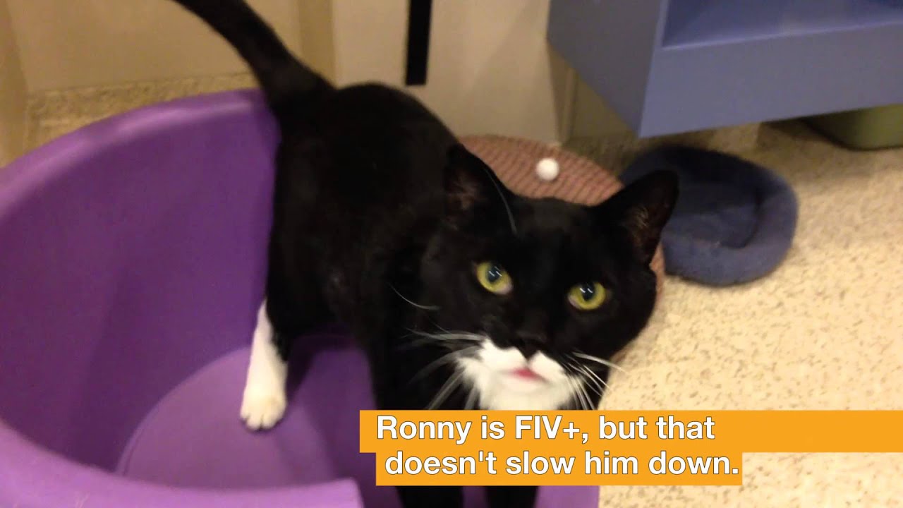 cute cats for sale ASPCA Adoptable Cat: Ronny