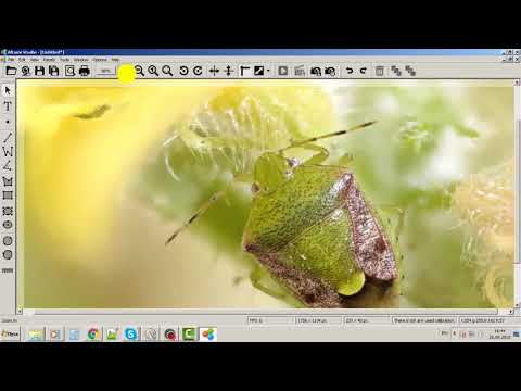 Multifocus - beetle. Altami Studio