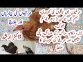 Poultry diseases symptoms prevention and  treatment in pakistan  drarshad  legs weakness toxin