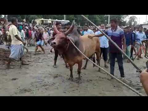 Ctg  top  bull  kural shah  after  fight  kana mama  dengerous