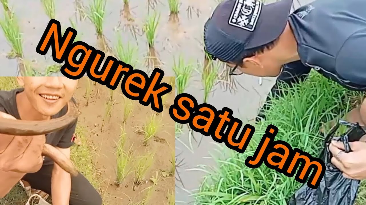 Ngurek satu jam ( mancing belut ) 