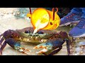 Experiment: Lava vs Crab