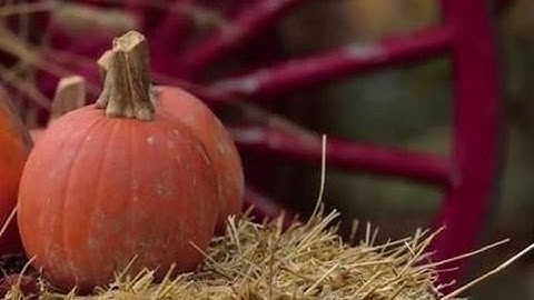 Nikon Smart Tips Video Series - #2 (Pumpkin Patch Photo Opportunity)