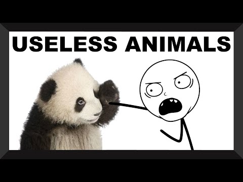 Video: Extinct animals - a dumb reproach to humanity