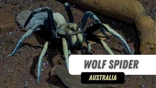 Wolf Spider Jumping Out Of A Hole