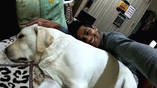 When You Have The Most Clingy Dog, This Happens 🤣 by SuperMax The Labrador 7,062 views 2 years ago 3 minutes, 22 seconds