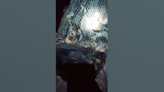 suara belibis kembang teruji MP3 nya suara emas. asil melimpah